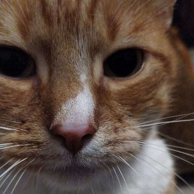 dixtergaming6's profile picture. przehuj