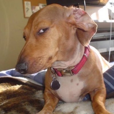 IIllIlllIlIIll's profile picture. ⚽️ Coach || @SpursOfficial est. 2012 | #YesCers