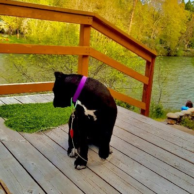 I'm a Cane Corso. A service dog. A room service dog that is. I have my own command dog talking buttons and get all the service I need from my servant. See vids.