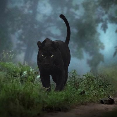 Casawayy's profile picture. 