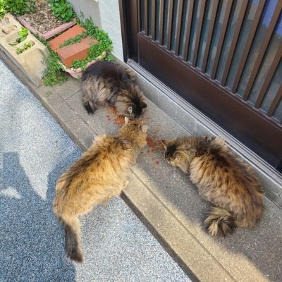 kusuguri2525's profile picture. ぐりぐら両刀です。プレイしてくださる方募集中ですm(_ _)m。DM歓迎