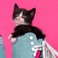 Kharmi Kat 😸 (@kharmikat) 's Twitter Profile