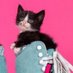 Kharmi Kat 😸 (@kharmikat) Twitter profile photo Kharmi Kat 😸 (@kharmikat) Twitter profile photo
