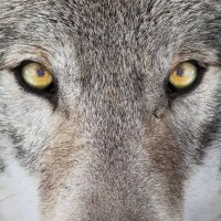 GreyWolf 1118 (@greywolf1118) 's Twitter Profile