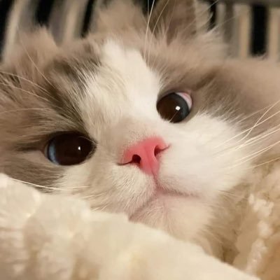 dmuffintime's profile picture. 🚮