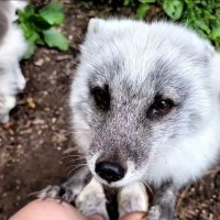CIVET (@civetspots) Twitter profile photo