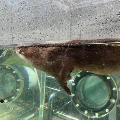 hamu_oishITF's profile picture. ITF.21 ccc TRS