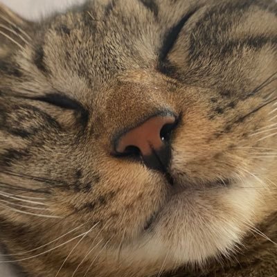 ___Rnk_'s profile picture. 🔅