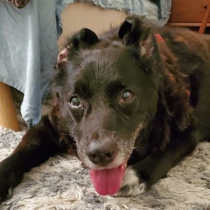 New York based senior dog. Enjoy naps, snacks and pastrami.
#כל_החתולים_נחשים