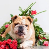 Bulldog World(@bulldogwrold) 's Twitter Profile Photo