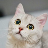 Lychee (@hollymoore68065) 's Twitter Profile