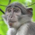 Callum Carpenter (@ccprimatology) Twitter profile photo Callum Carpenter (@ccprimatology) Twitter profile photo