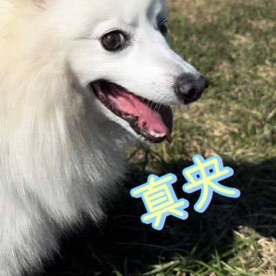 里親犬と田舎生活｜思い出記録【真央.推定８〜9歳.フィラリア治療中.人&犬見知り.世間知らずで臆病で気分屋.手のかかる可愛い可愛い家族です】