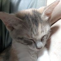 ごま保護猫生活 (@tnwg3i9xwal9gaq) Twitter profile photo