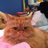 rud3_s3xii_cat's profile image