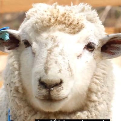 新潟市住みのアラサーバイ羊🐑 ちんちんもまんまんも好きでチビぽっちゃりです!
ショタとずとまよ/ヨルシカ/フォールアウトシリーズが好きなオタク