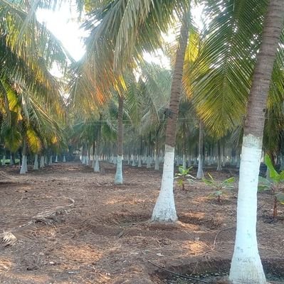 dhuraivell66985's profile picture. proud to be a Dravidian stock.