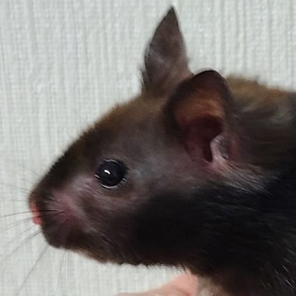 フクロウさんのプロフィール画像