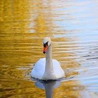 Andrew Hensley (@myjakedog13) 's Twitter Profile Photo