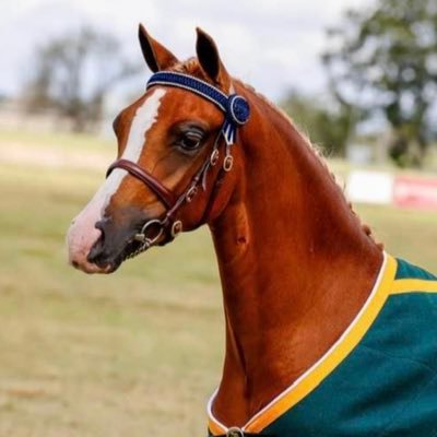 Horses 🐎 RH Maxi❤️ HEX PLS PLSX🐎 Aussie proud 🐎🇦🇺🇦🇺🇦🇺🇦🇺 HEXICAN Pulse i can. PulsX i can 🐎👑👑👑