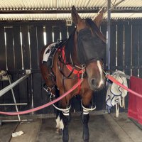 Riley Pace (@rileypace) 's Twitter Profile