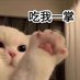 錫溪 (@singledoguou) Twitter profile photo 錫溪 (@singledoguou) Twitter profile photo