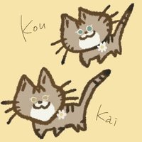もこりこ (@mokoriko_cat) 's Twitter Profile