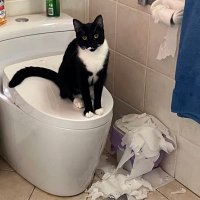 Tracey Jennings Cavasin (@cavasintracey) 's Twitter Profile Photo