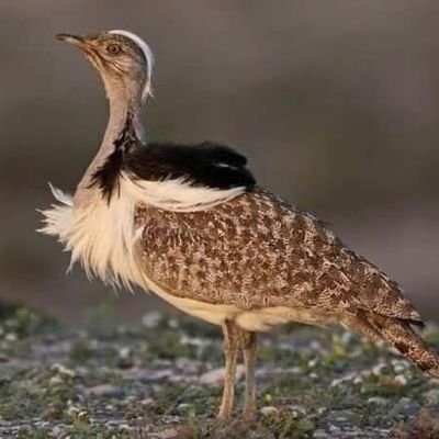 ZRafidain's profile picture. عند صعودك سلم الحياة كن رحيمآ مع الناس لأنك تلتقي بهم عند النزول