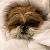 뽁딱 (@bbokttak2) 's Twitter Profile