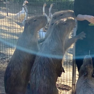 5年以内に千葉のどっかに移住してカピバラ2頭と暮らしたい。あわよくばダチョウ王国から譲ってもらえないかいつも画策してるけど。ちなみに医者。
