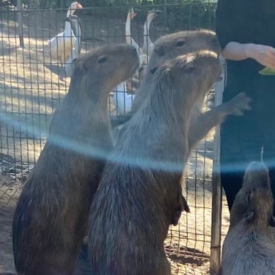 5年以内に千葉のどっかに移住してカピバラ2頭と暮らす。あわよくばダチョウ王国から譲ってもらえないかいつも画策してるけど。ちなみに医者。