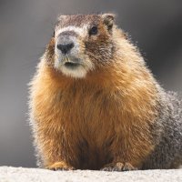 すかいんこ (@sky07031) 's Twitter Profile