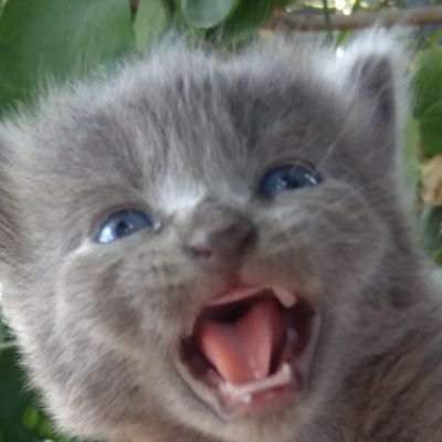 Nattinhass's profile picture. Obceda por livros e música