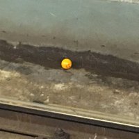 うんちくん (@unchichanchan) Twitter profile photo