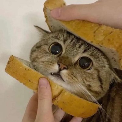katcatchatto's profile picture. Hello!