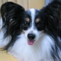 sachie (@sachie) 's Twitter Profile Photo