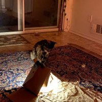 Yates (@yates_dos) 's Twitter Profile