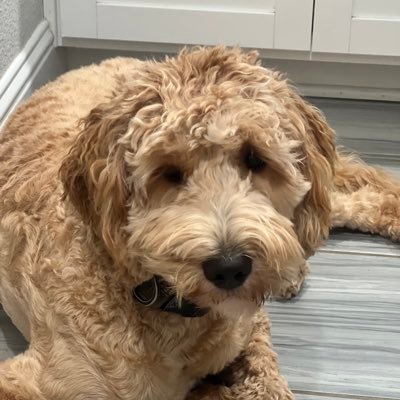 MarvelousMsMamy's profile picture. Mom • Lover of Sports, Animals, Travel, & Sarcasm• “The powerful play goes on, and you may contribute a verse.”-Walt Whitman