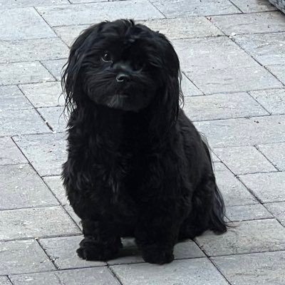 Baxter0206's profile picture. 100% MAGA #AmericaFirst  #PureBlood #FJB #TrumpWon2020 #2A