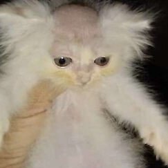 Im a new youtuber trying to do good content 

I like anime and music thats all i guess

im also a streamer apparently at https://t.co/28iLZRO4f3

W6N8C1