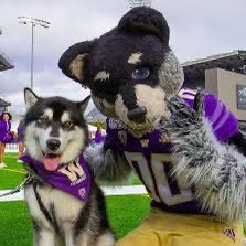 Devoted fans in Club Husky #WearPurpleBeGold