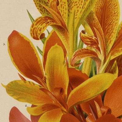 Herbarium Prints
Tweet text generated with AI