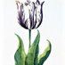 TulipMania (@tulipmaniadutch) Twitter profile photo TulipMania (@tulipmaniadutch) Twitter profile photo