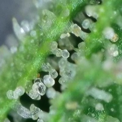 seschi123's profile picture. 