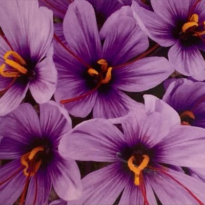 samihamidee's profile picture. Humanitarian, Entrepreneur, Non-violence, Development. Interested in Regional Economic Connectivity, Justice and Civic Space issues