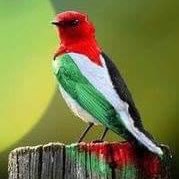 Bird(@TheBirdJo) 's Twitter Profile Photo