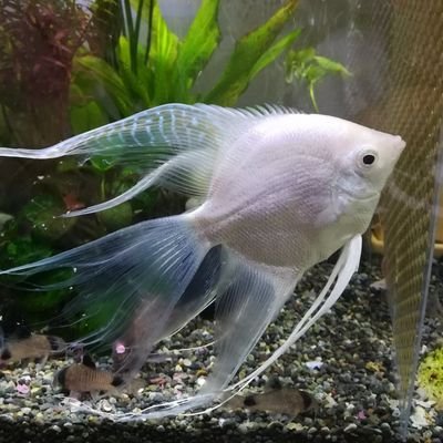 エンゼルフィッシュ、コリドラス、金魚、メダカ等々飼っています。
🐠基本的にサイト内のみのやり取りをしております。
🐠出会いや直接会う事はトラブル回避の為しておりません。
でも同じ趣味の方とのお話は楽しませて頂いてます😊
