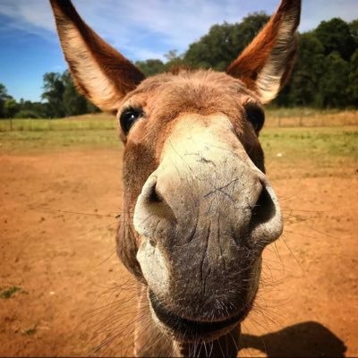 zzzbiblioburro Profile Picture