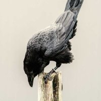 Raven's Odd Shoppe(@ravensoddshoppe) 's Twitter Profile Photo